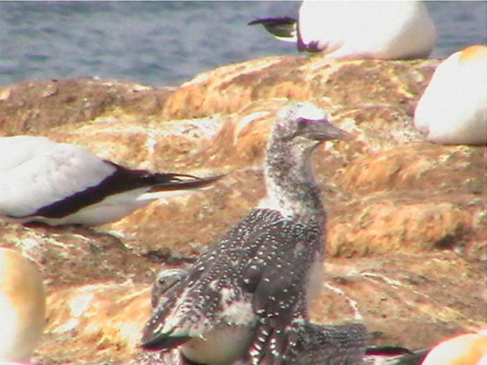 Вилла Cape Nelson Lighthouse Портленд Экстерьер фото