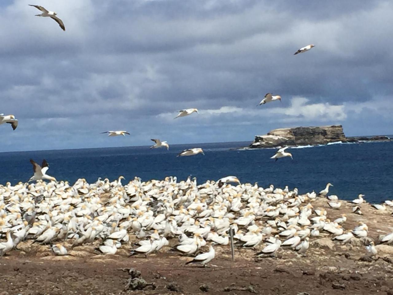 Вилла Cape Nelson Lighthouse Портленд Экстерьер фото